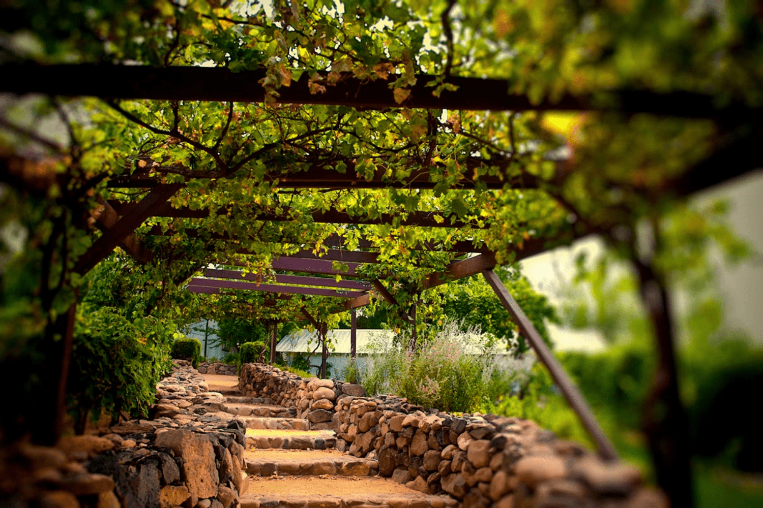 São Roque, a capital do vinho!